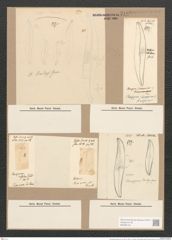 Pleurosigma baileyi Grun. (de-Toni-Nr.: Genus 13, Species 1084) Zeichnungen Sammlung Grunow Nr. 2108 (NHMW-BOT-W0369135)